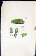 Old Jungermannia Serpyllifolia British Plants Botany 1847 Sowerby Smi Victorian