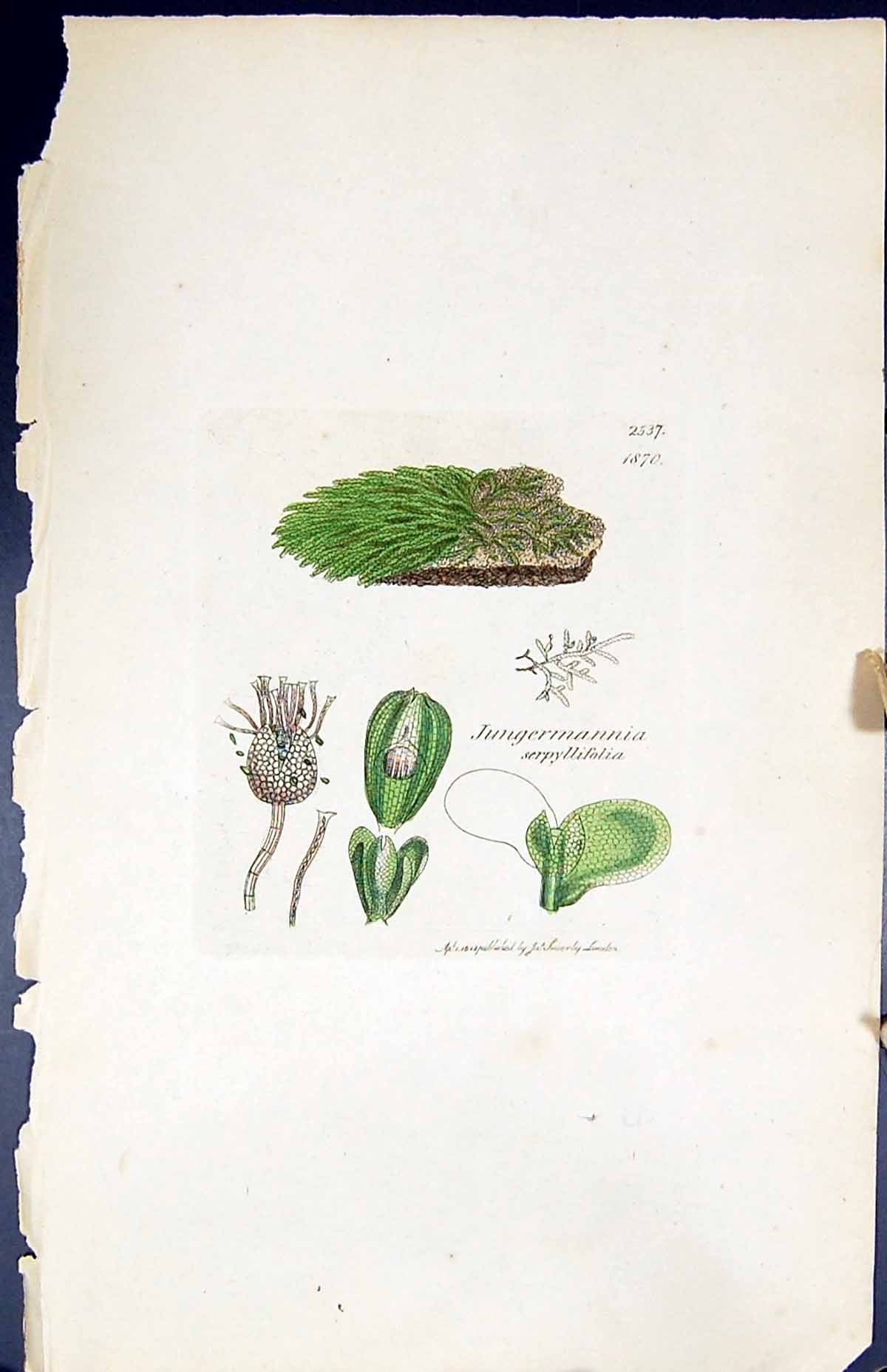 Old Jungermannia Serpyllifolia British Plants Botany 1847 Sowerby Smi Victorian