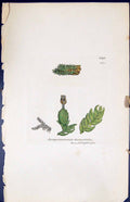 Old Jungermannia Hamatifolia British Plants Botany 1847 Sowerby Smith Victorian