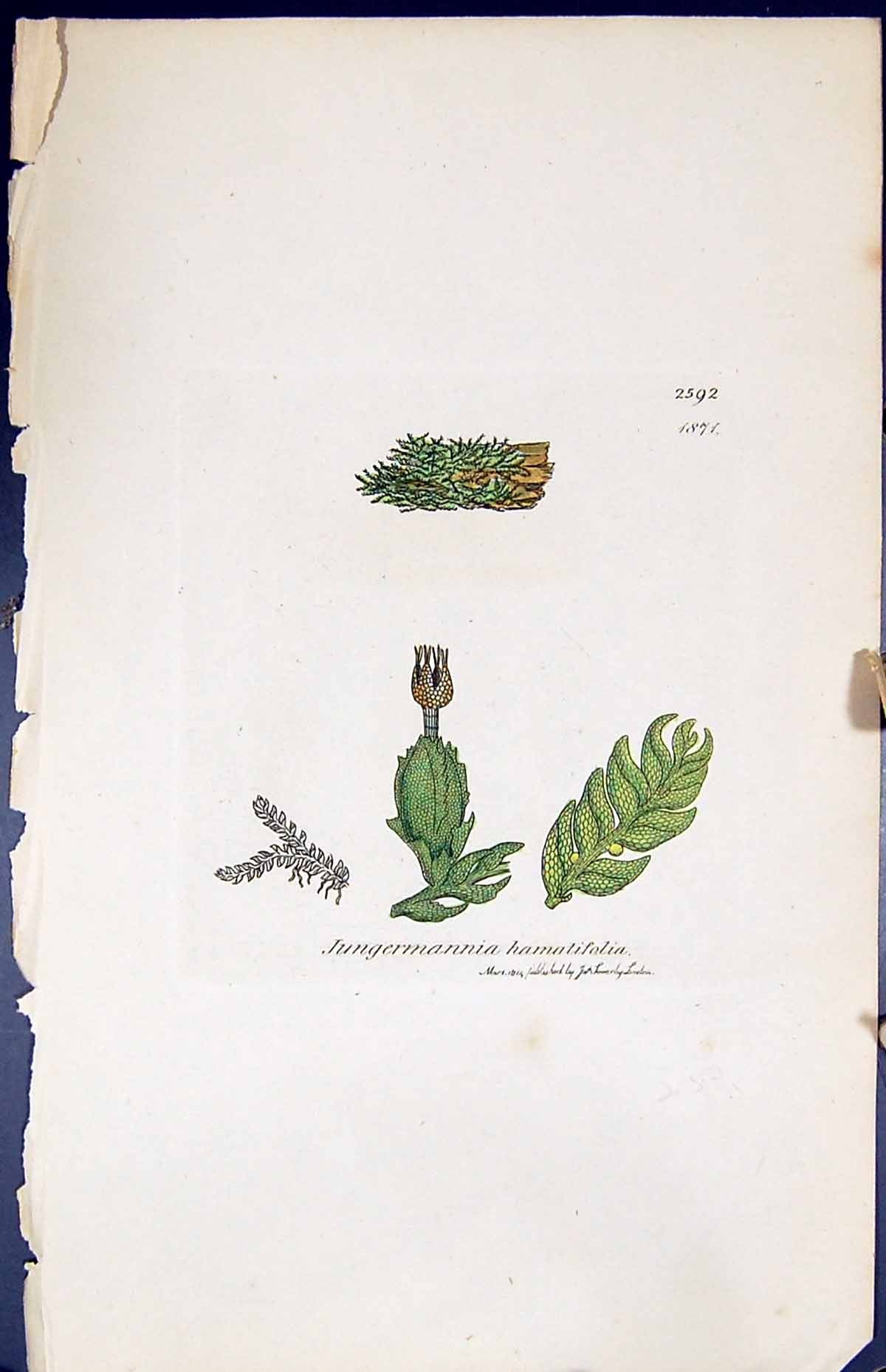 Old Jungermannia Hamatifolia British Plants Botany 1847 Sowerby Smith Victorian