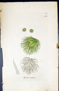 Antique Print Riccia Natans British Plants Botany 1847 Sowerby Smith Colour