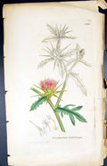 Antique Print Centaurea Calcitrapa British Plants Botany 1847 Sowerby Smith
