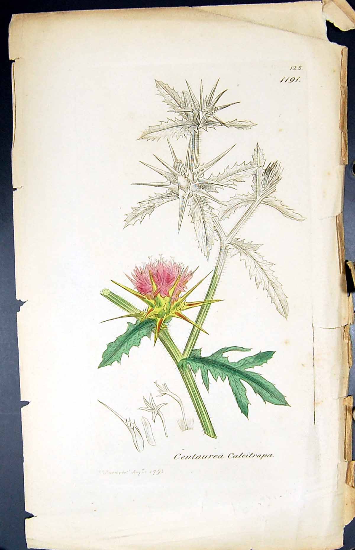 Antique Print Centaurea Calcitrapa British Plants Botany 1847 Sowerby Smith