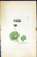 Antique Print Jungermannia Pusilla British Plants Botany 1847 Sowerby Smith