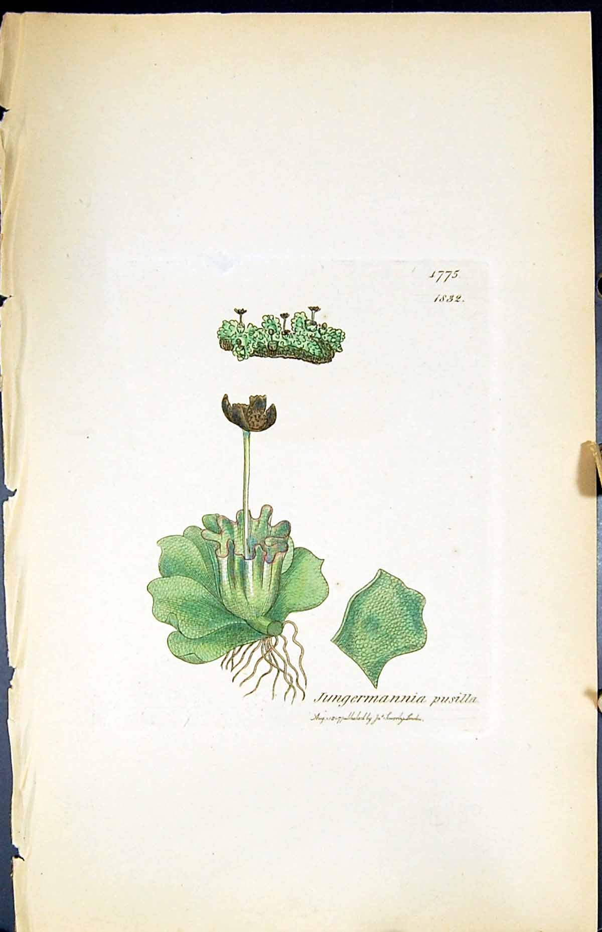 Antique Print Jungermannia Pusilla British Plants Botany 1847 Sowerby Smith