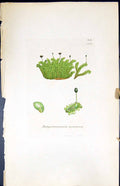 Old Print Jungermannia Nemorosa British Plants Botany 1847 Sowerby Smith 19th