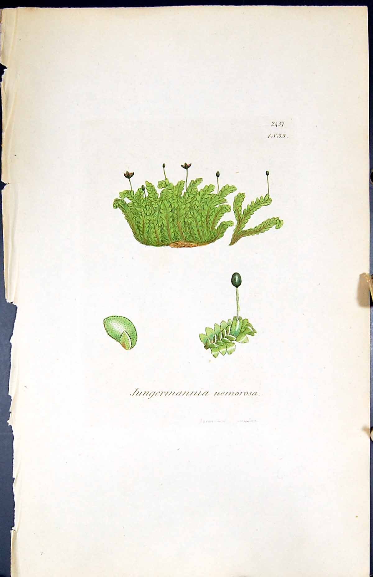 Old Print Jungermannia Nemorosa British Plants Botany 1847 Sowerby Smith 19th