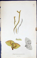 Old Jungermannia Planifolia British Plants Botany 1847 Sowerby Smith Victorian