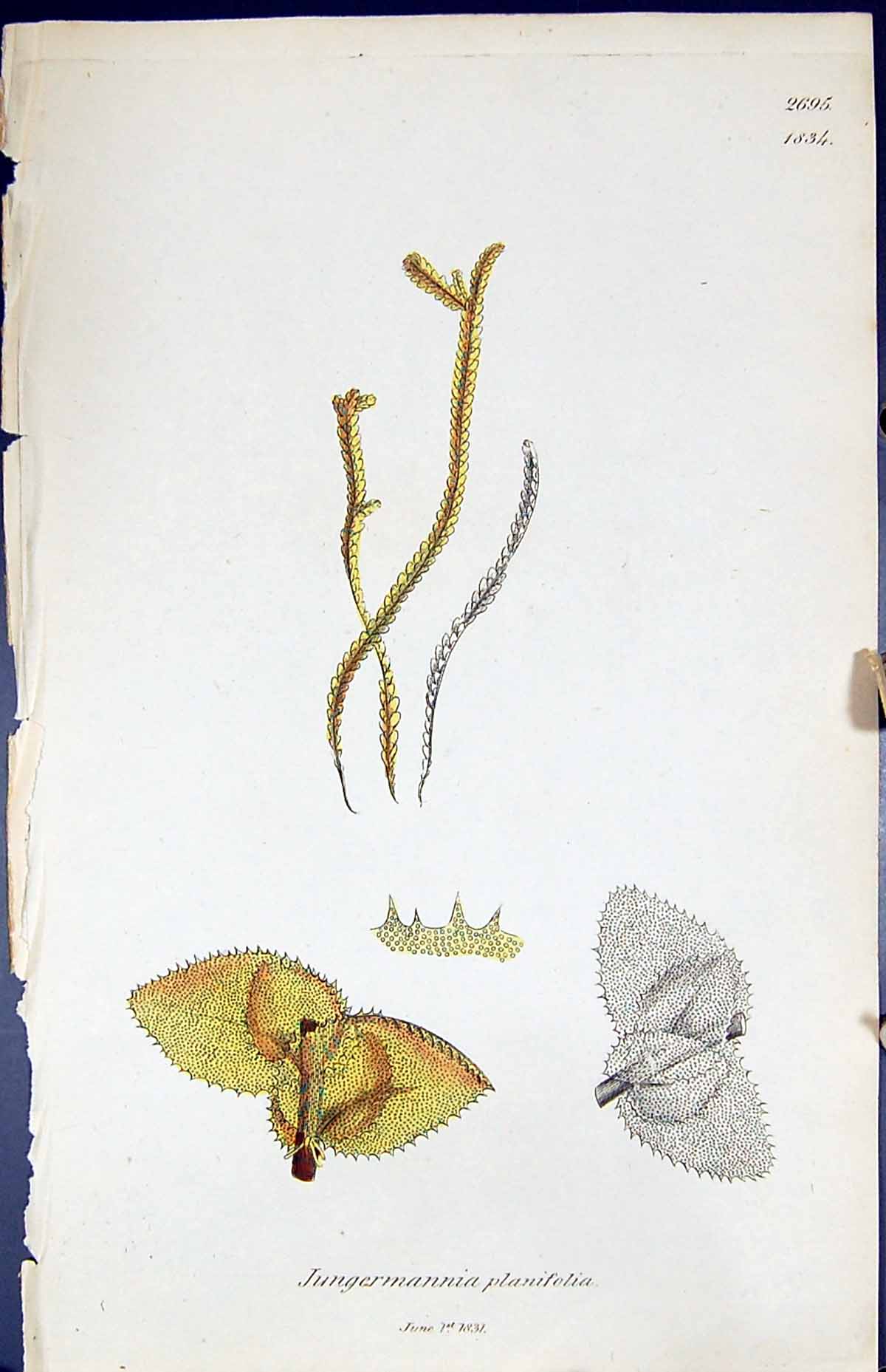 Old Jungermannia Planifolia British Plants Botany 1847 Sowerby Smith Victorian