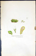 Antique Print Jungermannia Umbrosa British Plants Botany 1847 Sowerby Smith
