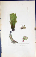Old Print Jungermannia Undulata British Plants Botany 1847 Sowerby Smith 19th