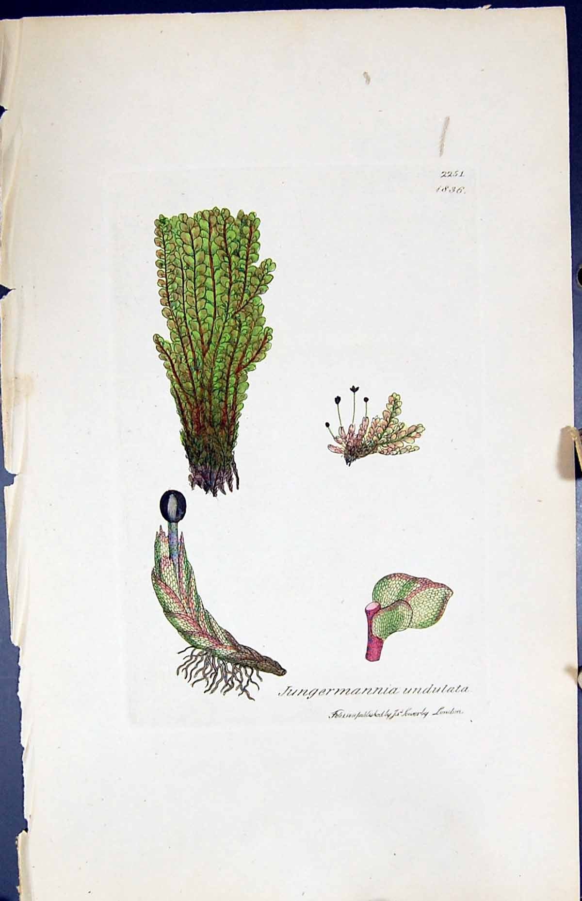 Old Print Jungermannia Undulata British Plants Botany 1847 Sowerby Smith 19th