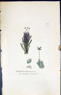 Old Print Jungermannia Purpurea British Plants Botany 1847 Sowerby Smith 19th