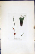 Antique Print Weissia Acuta British Plants Botany 1847 Sowerby Smith Colour