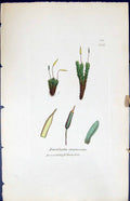 Old Print Encalypta Streptocarpa British Plants Botany 1847 Sowerby Smith 19th