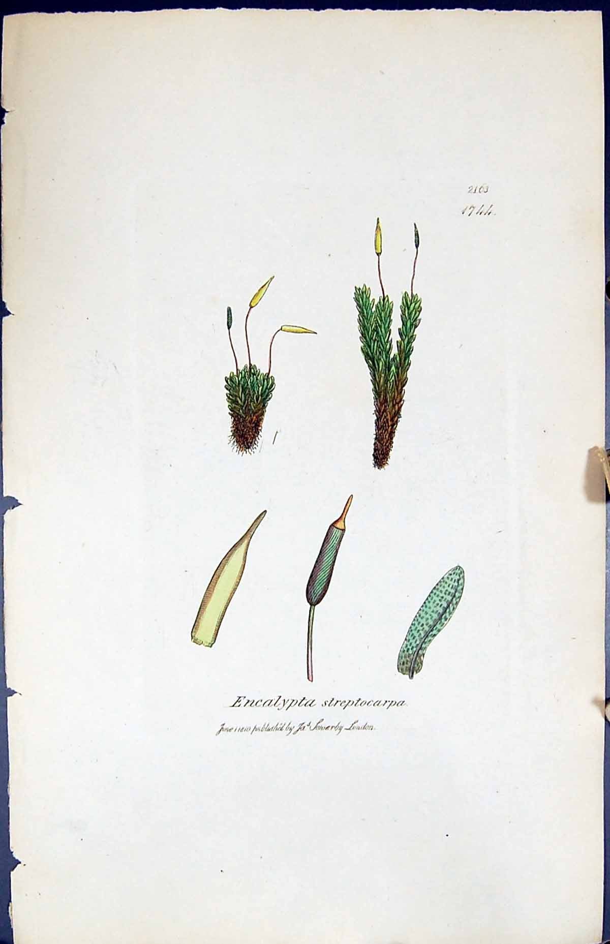 Old Print Encalypta Streptocarpa British Plants Botany 1847 Sowerby Smith 19th