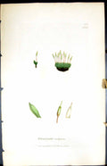 Antique Old Print Encalypta Vulgaris British Plants Botany 1847 Sowerby Smith