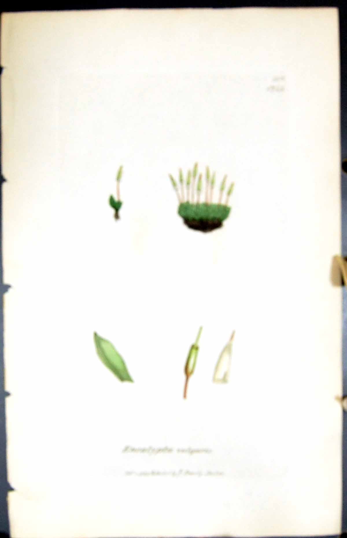 Antique Old Print Encalypta Vulgaris British Plants Botany 1847 Sowerby Smith