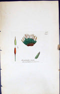 Antique Old Print Encalypta Ciliata British Plants Botany 1847 Sowerby Smith