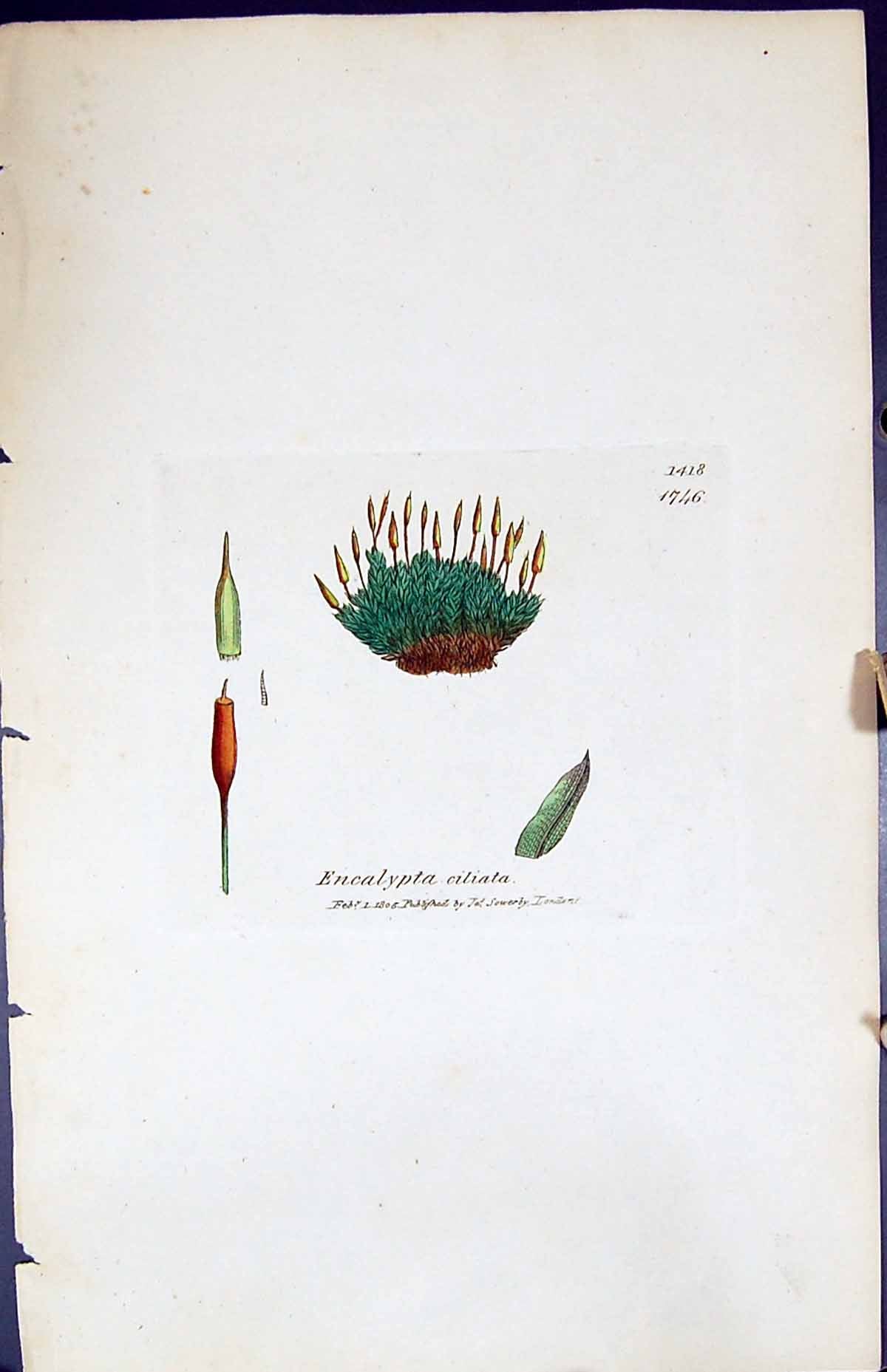 Antique Old Print Encalypta Ciliata British Plants Botany 1847 Sowerby Smith