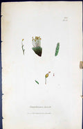Antique Old Print Conostomum Boreale British Plants Botany 1847 Sowerby Smith