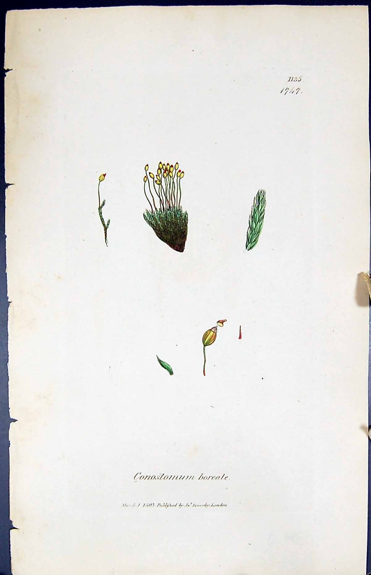 Antique Old Print Conostomum Boreale British Plants Botany 1847 Sowerby Smith