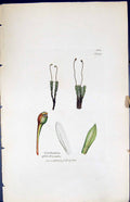 Old Print Cyrtodon Splachnoides British Plants Botany 1847 Sowerby Smith 19th