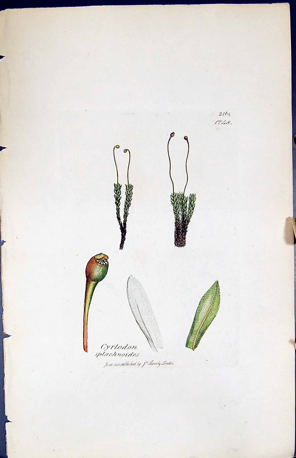 Old Print Cyrtodon Splachnoides British Plants Botany 1847 Sowerby Smith 19th