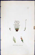 Antique Print Splachnum Sphoericum British Plants Botany 1847 Sowerby Smith