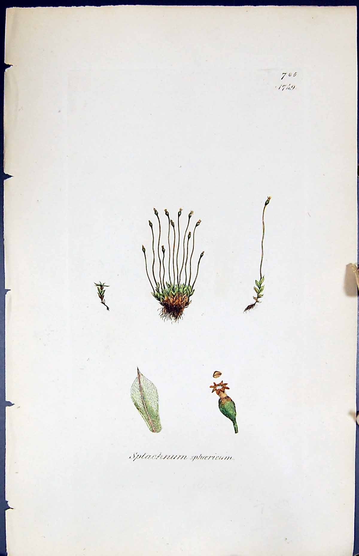 Antique Print Splachnum Sphoericum British Plants Botany 1847 Sowerby Smith
