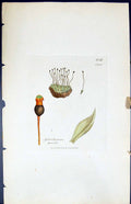 Antique Old Print Splachnum Gracile British Plants Botany 1847 Sowerby Smith