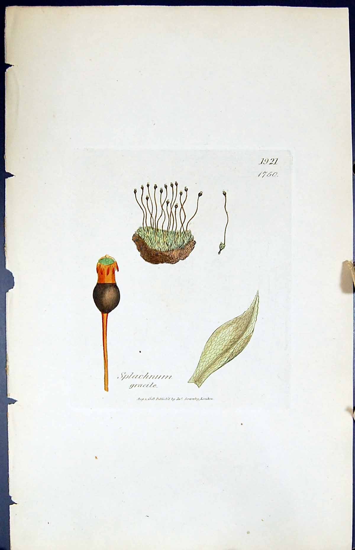 Antique Old Print Splachnum Gracile British Plants Botany 1847 Sowerby Smith