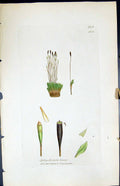 Antique Old Print Splachnum Tenue British Plants Botany 1847 Sowerby Smith 19th