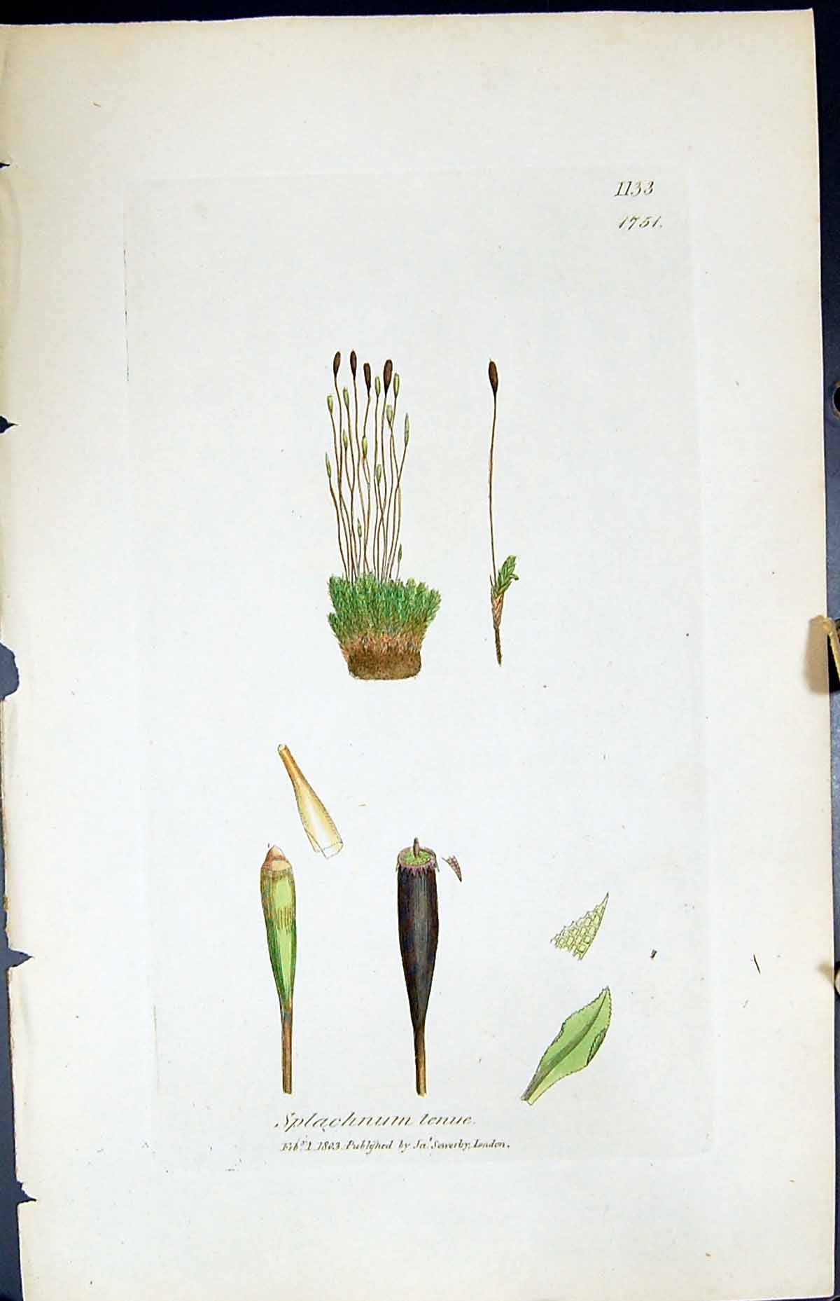 Antique Old Print Splachnum Tenue British Plants Botany 1847 Sowerby Smith 19th
