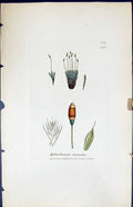 Antique Old Print Splachnum Mnioides British Plants Botany 1847 Sowerby Smith