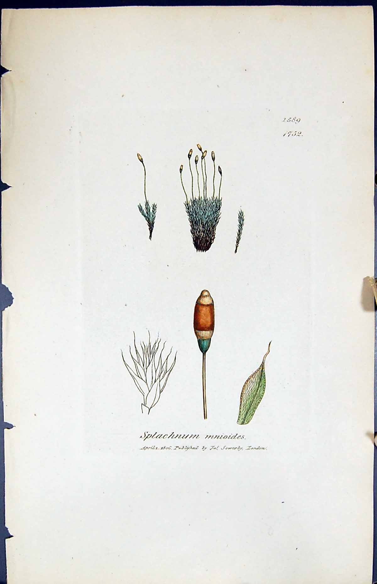 Antique Old Print Splachnum Mnioides British Plants Botany 1847 Sowerby Smith