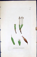 Old Print Splachnum Fastigiatum British Plants Botany 1847 Sowerby Smith 19th