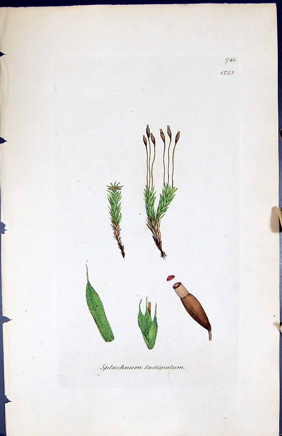 Old Print Splachnum Fastigiatum British Plants Botany 1847 Sowerby Smith 19th