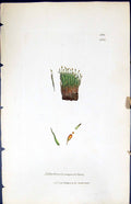 Antique Print Splachnum Angustatum British Plants Botany 1847 Sowerby Smith