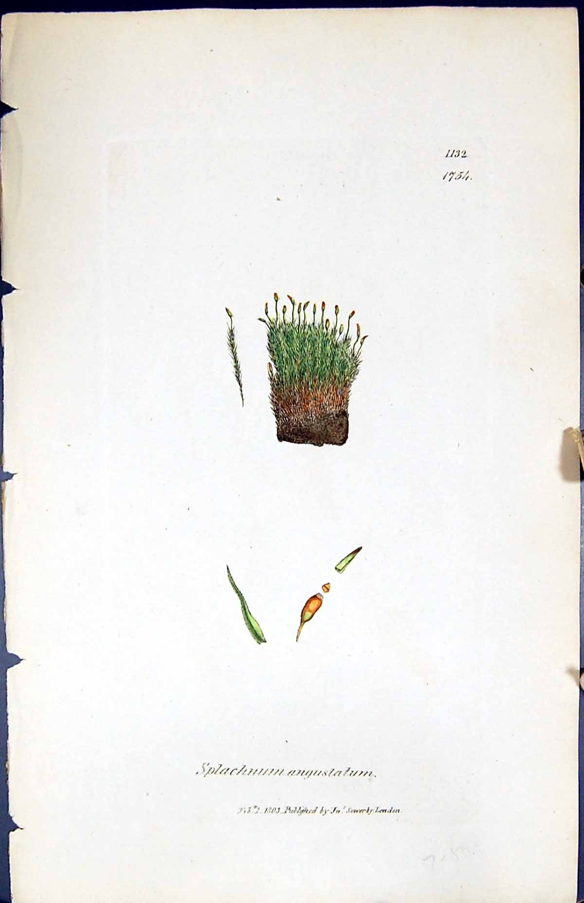 Antique Print Splachnum Angustatum British Plants Botany 1847 Sowerby Smith
