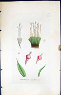 Old Print Splachnum Ampullaceum British Plants Botany 1847 Sowerby Smith 19th
