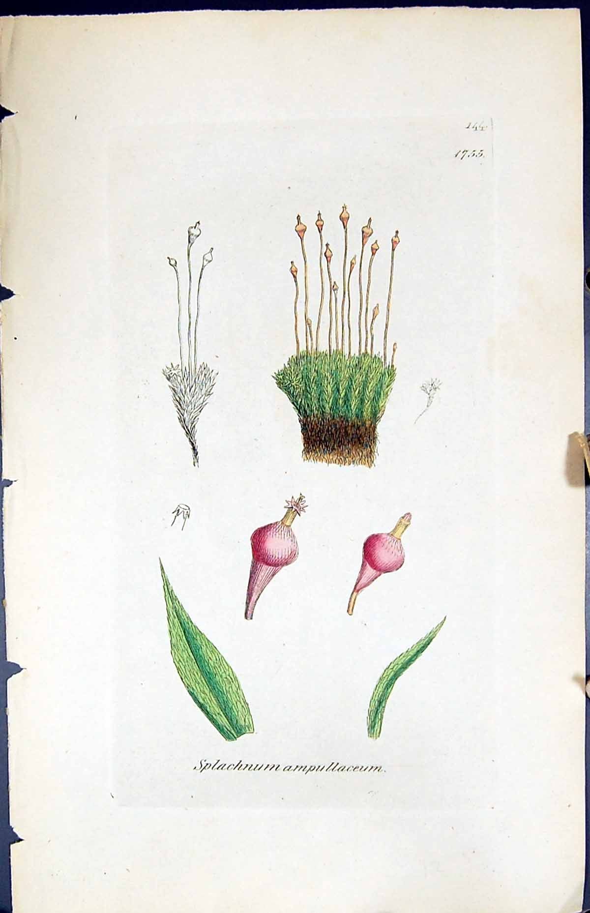 Old Print Splachnum Ampullaceum British Plants Botany 1847 Sowerby Smith 19th