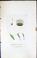Old Print Splachnum Turnerianum British Plants Botany 1847 Sowerby Smith 19th