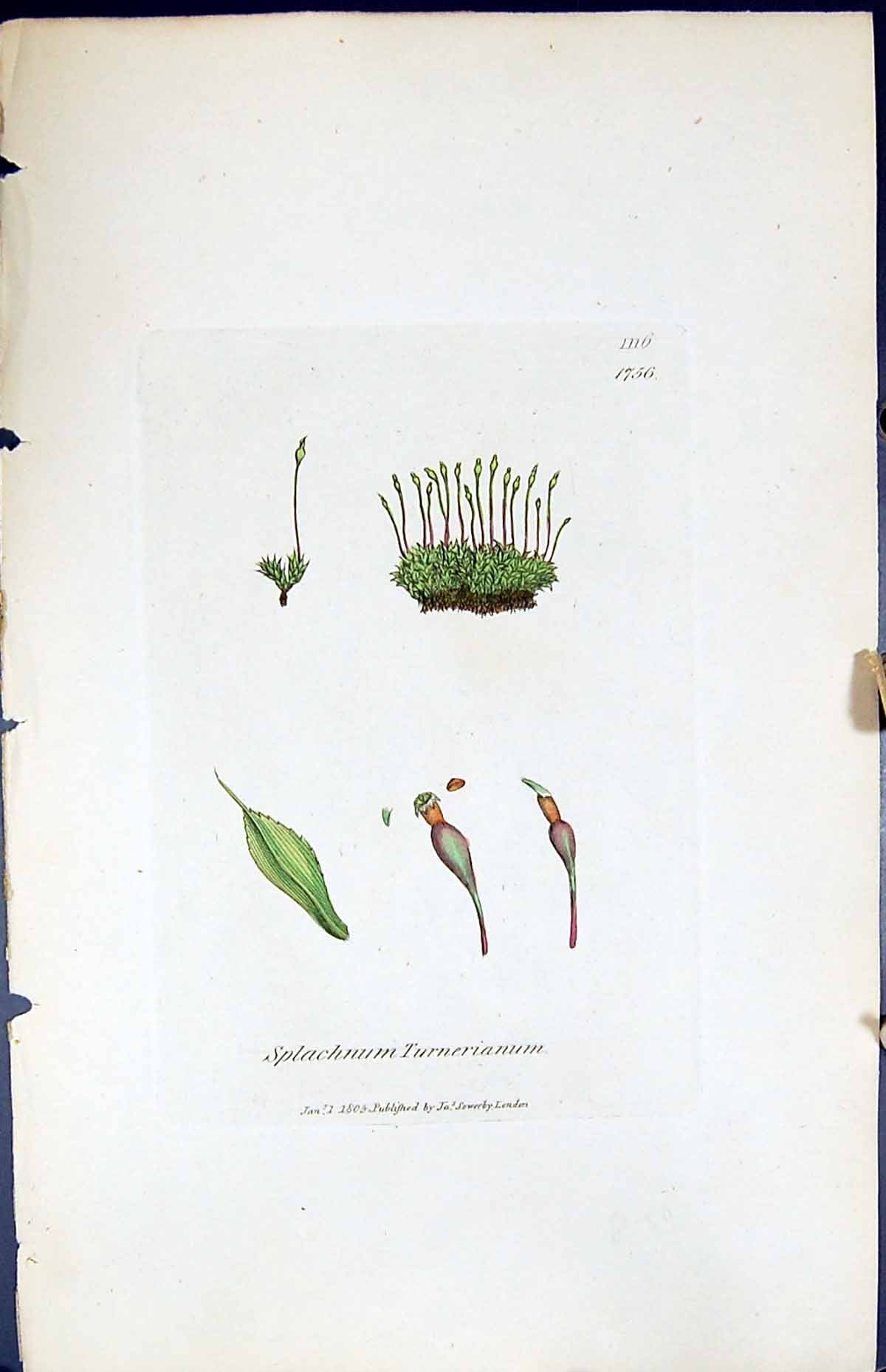 Old Print Splachnum Turnerianum British Plants Botany 1847 Sowerby Smith 19th