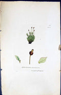 Antique Print Splachnum Vasculosum British Plants Botany 1847 Sowerby Smith