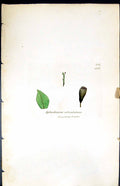 Old Print Splachnum Reticulatum British Plants Botany 1847 Sowerby Smith 19th