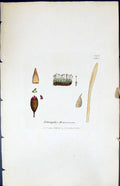 Antique Print Tetraphis Browniana British Plants Botany 1847 Sowerby Smith 19th