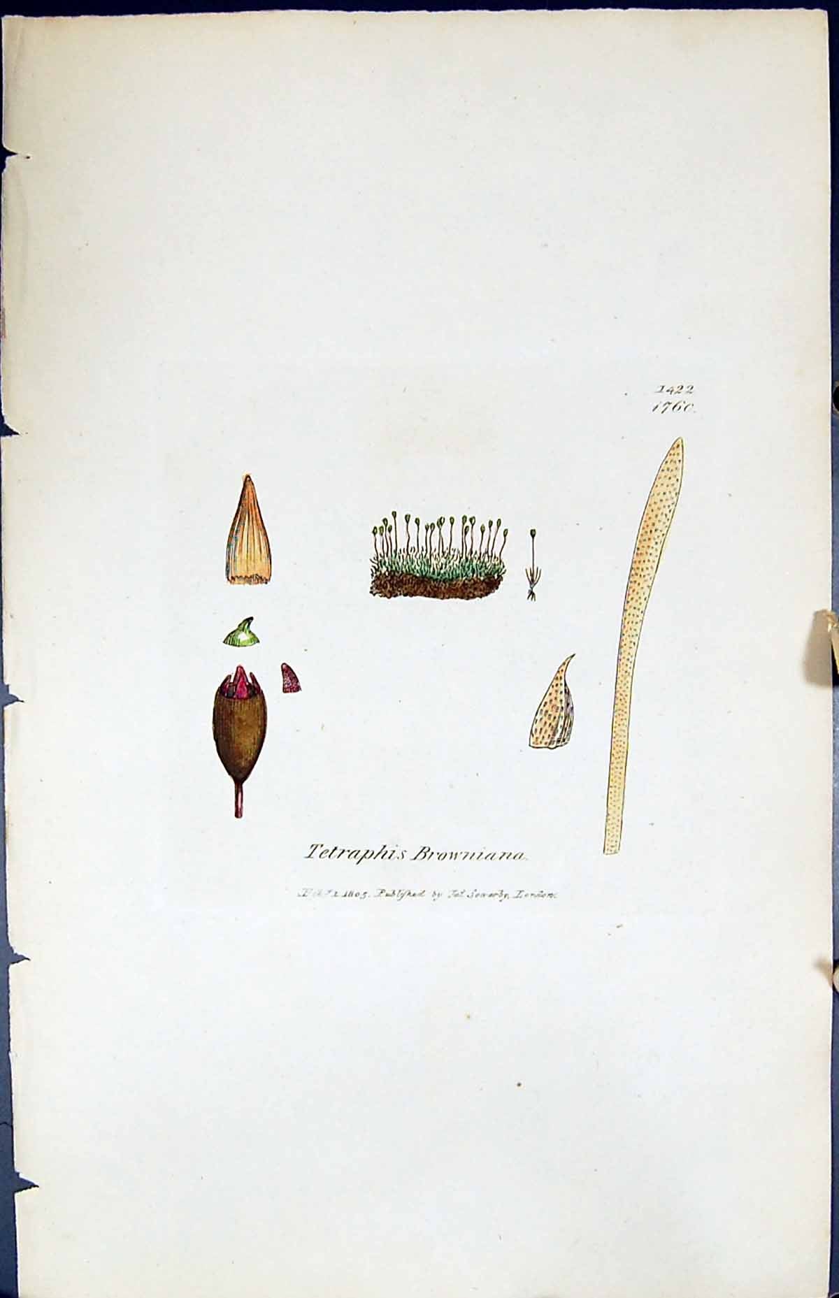 Antique Print Tetraphis Browniana British Plants Botany 1847 Sowerby Smith 19th