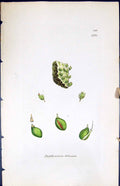 Antique Print Dyphyscium Foliosum British Plants Botany 1847 Sowerby Smith 19th