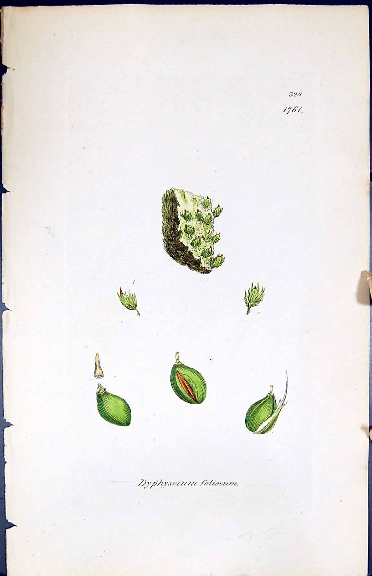 Antique Print Dyphyscium Foliosum British Plants Botany 1847 Sowerby Smith 19th